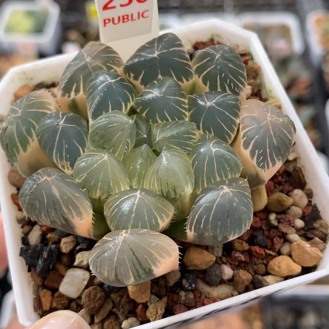 230糊斑实生玉露锦