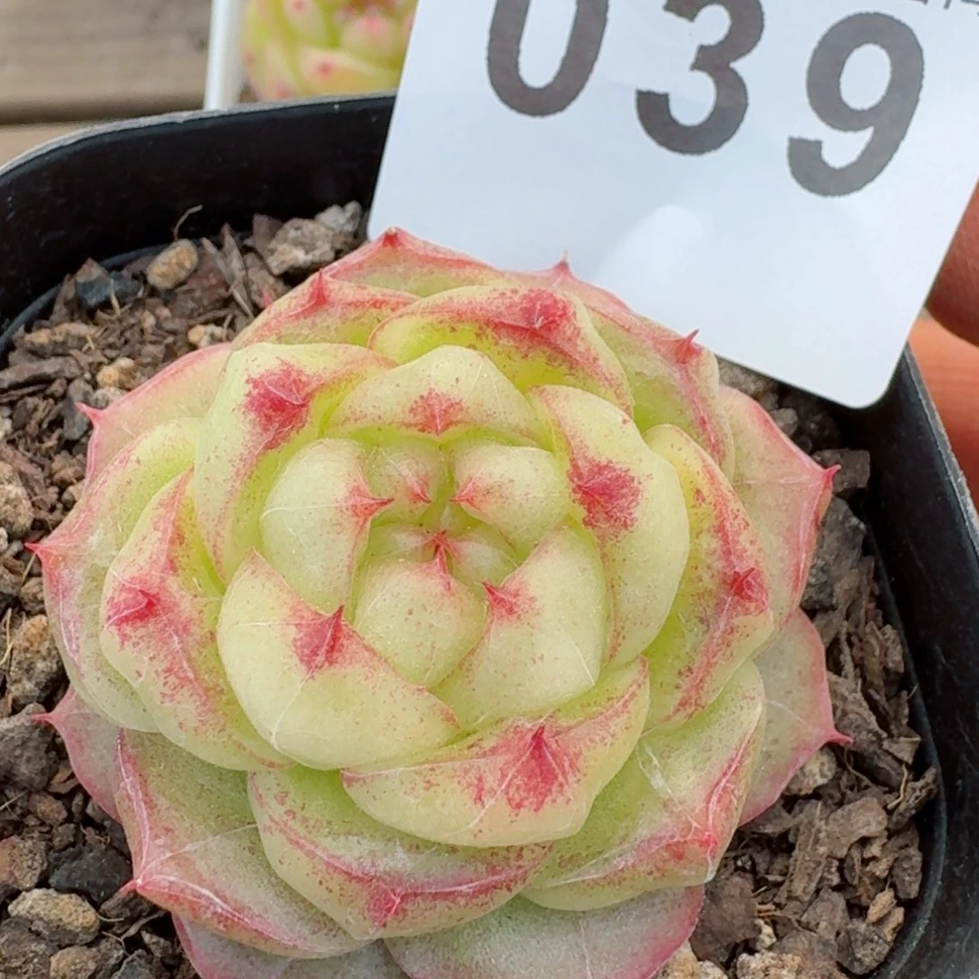 灵宝珍妮         精品多肉