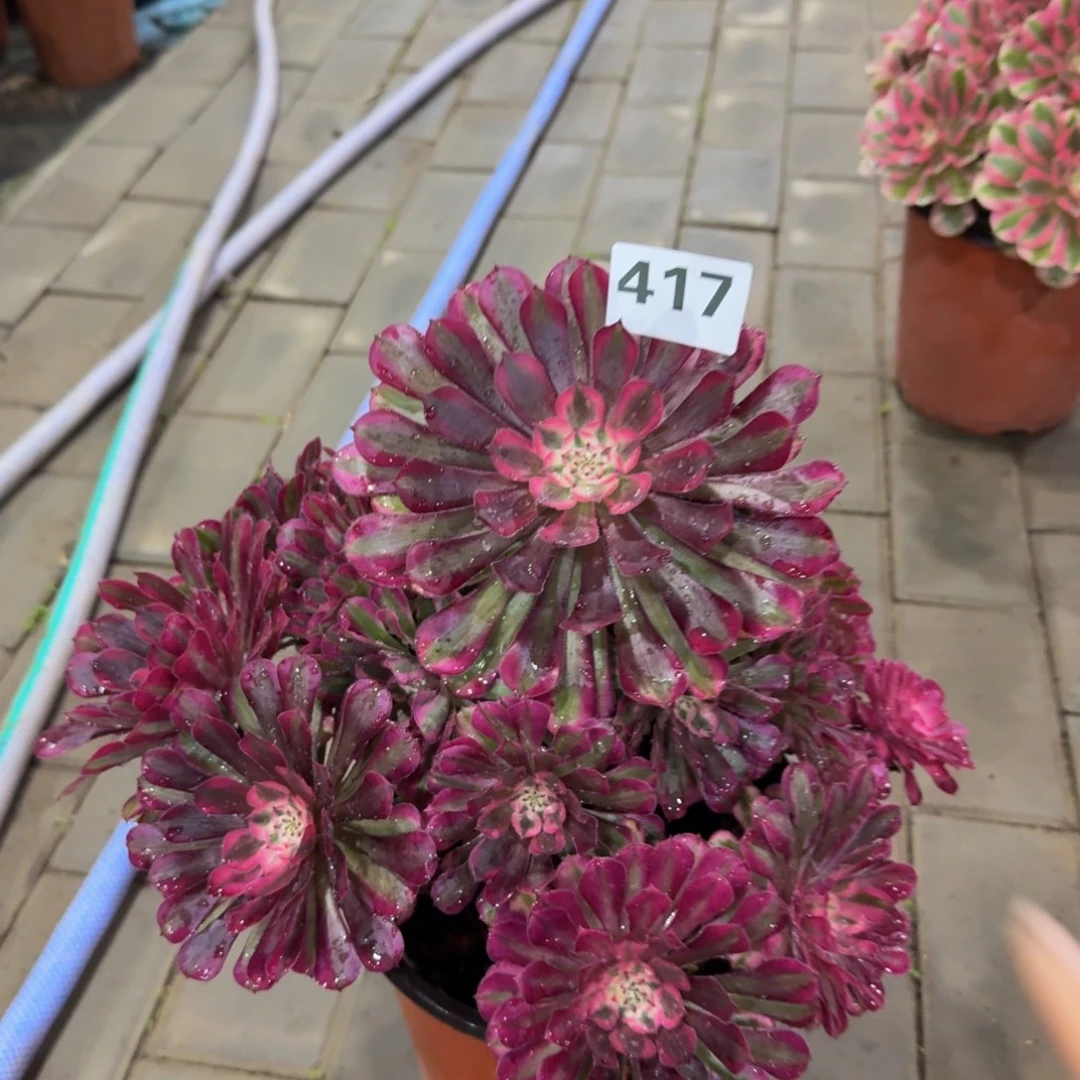 用***子多肉植物417红桐柏法师