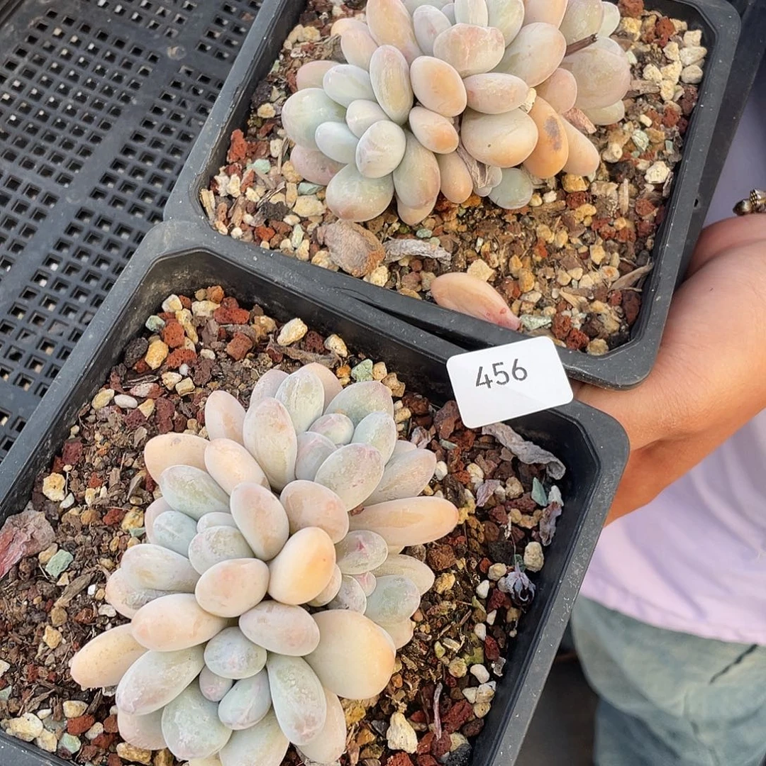 456。    香水脱土发货。