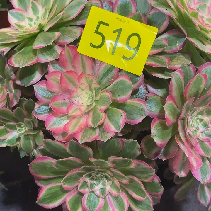 多肉植物福利519个