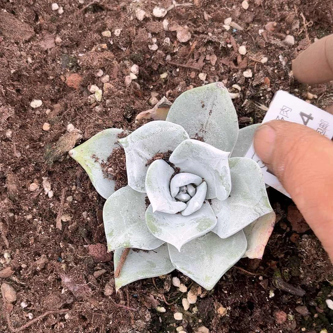 路*6384帕翠啥仙女杯多肉