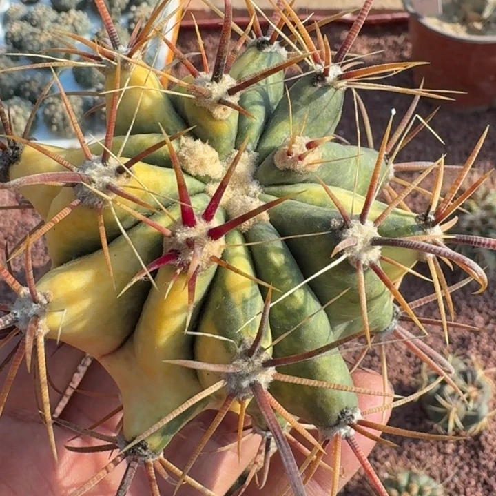 红洋丸锦无根56666666666