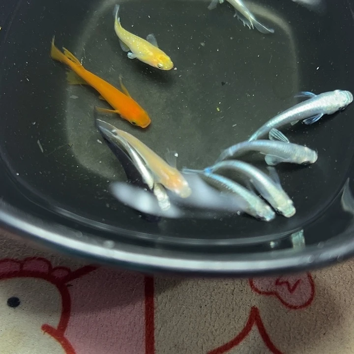 抖****青鳉鱼短鳍天使7长鳍红帝1大蛇1酥油灯2