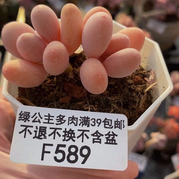 蛋黄奶双头5cm589多肉植物