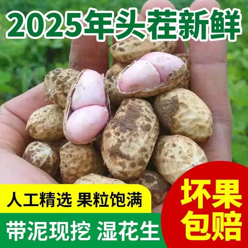 【到手5斤】露天种植新鲜现挖带壳带泥花生甘甜脆爽可水煮 c
