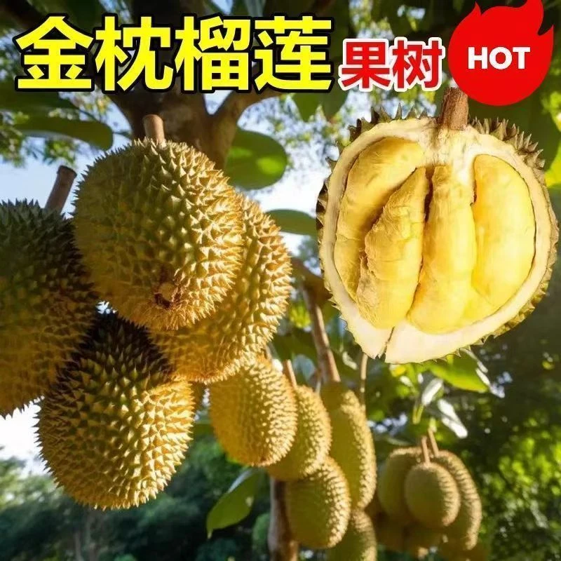 2025金枕榴莲树苗耐寒耐高温 南方北方种植 猫山王榴莲苗当年结果