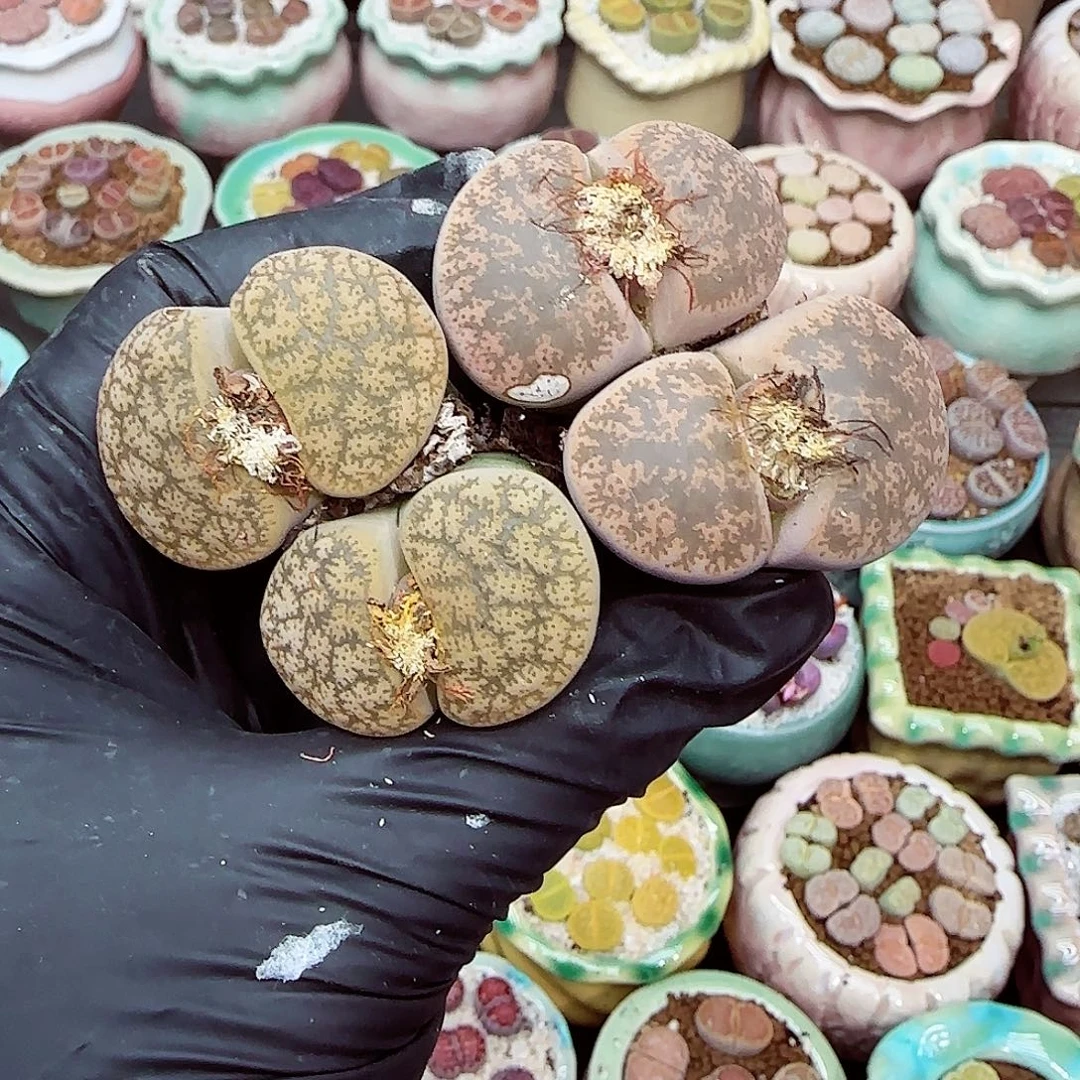 生石花满18包邮1207-104