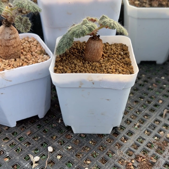 圆叶洋葵，一物一拍，带盆