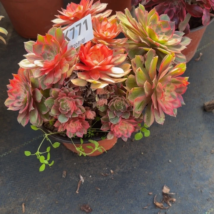 瑞妈，。。。。。。。。771黑膜锦