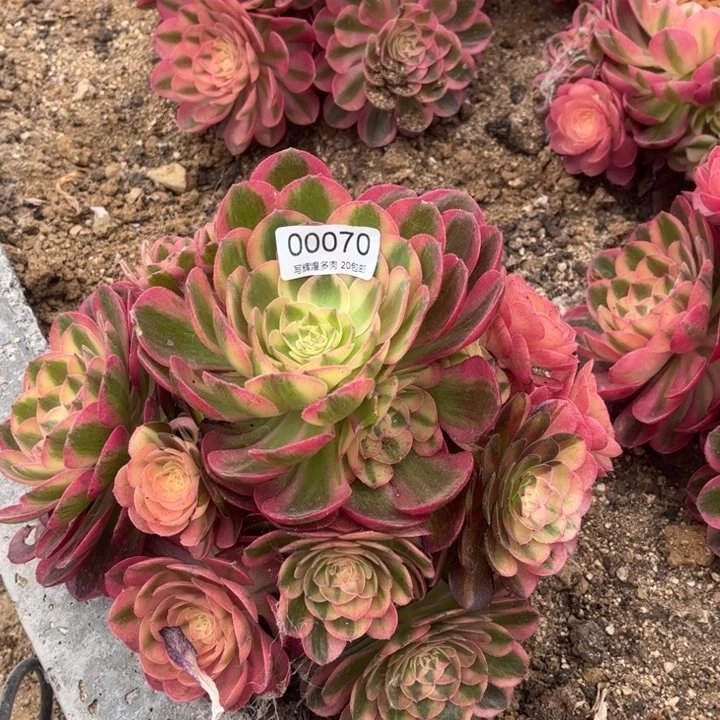 00070火龙果多肉植物