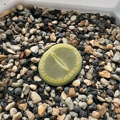 3195，绿光阳净窗母本带带土发货