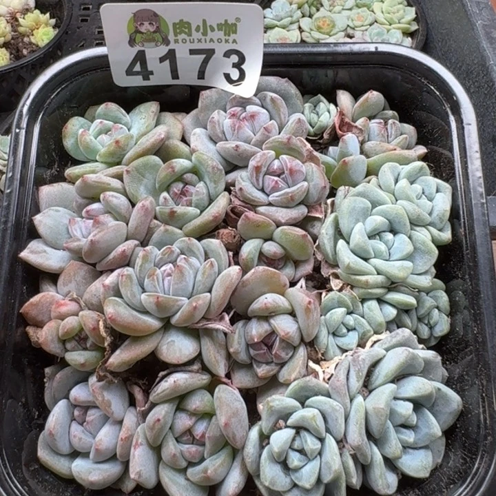 无花朵多肉植物多肉植物