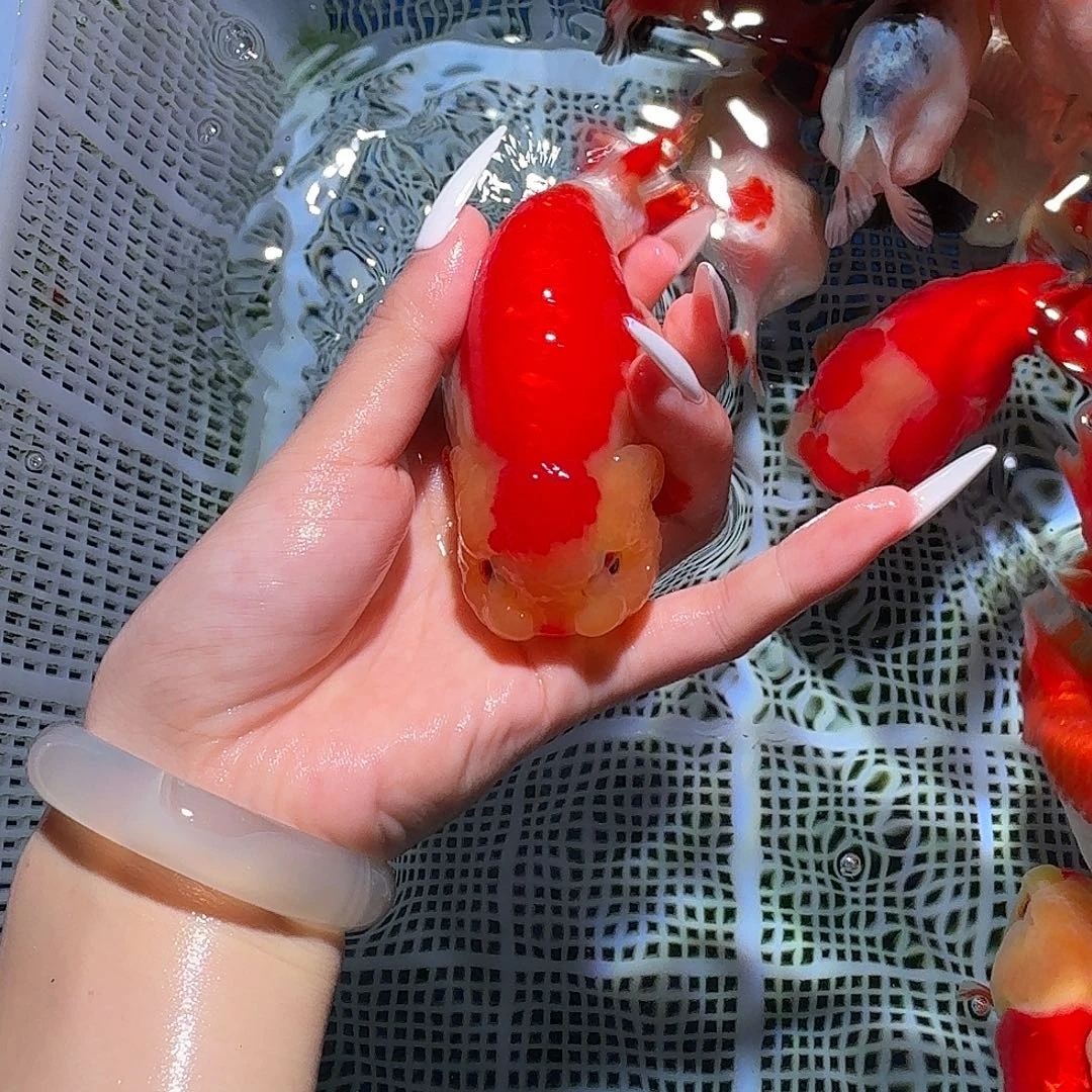 海水鱼玉面通背兰寿金鱼