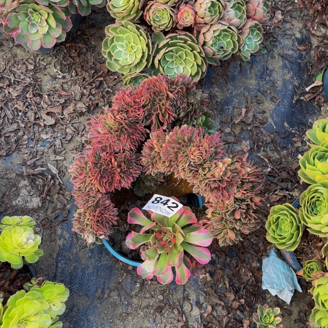 香妃法师缀化1-15