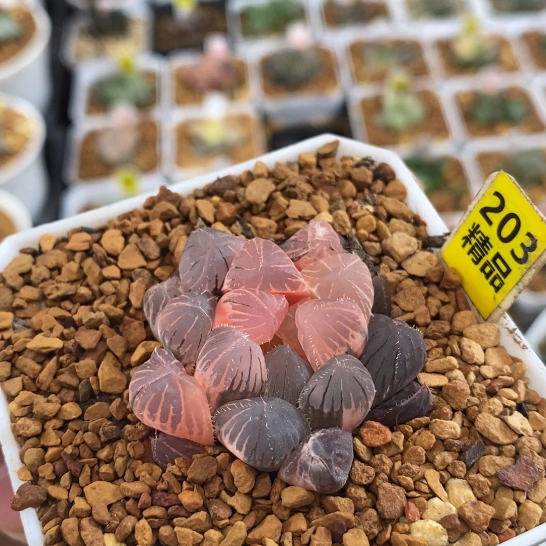 203玉露十二卷多肉植物
