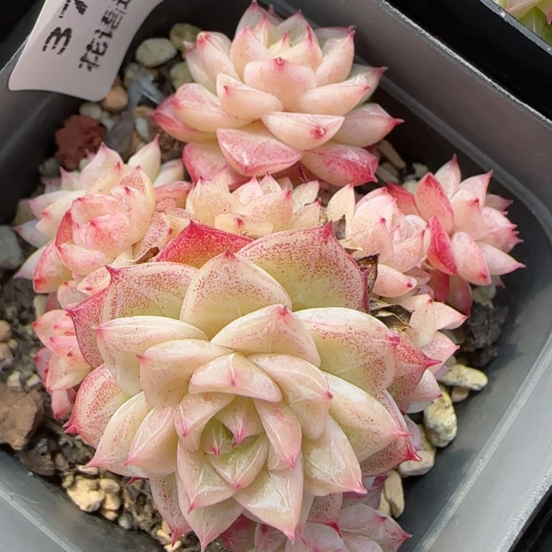 花语逸镜0205-374散