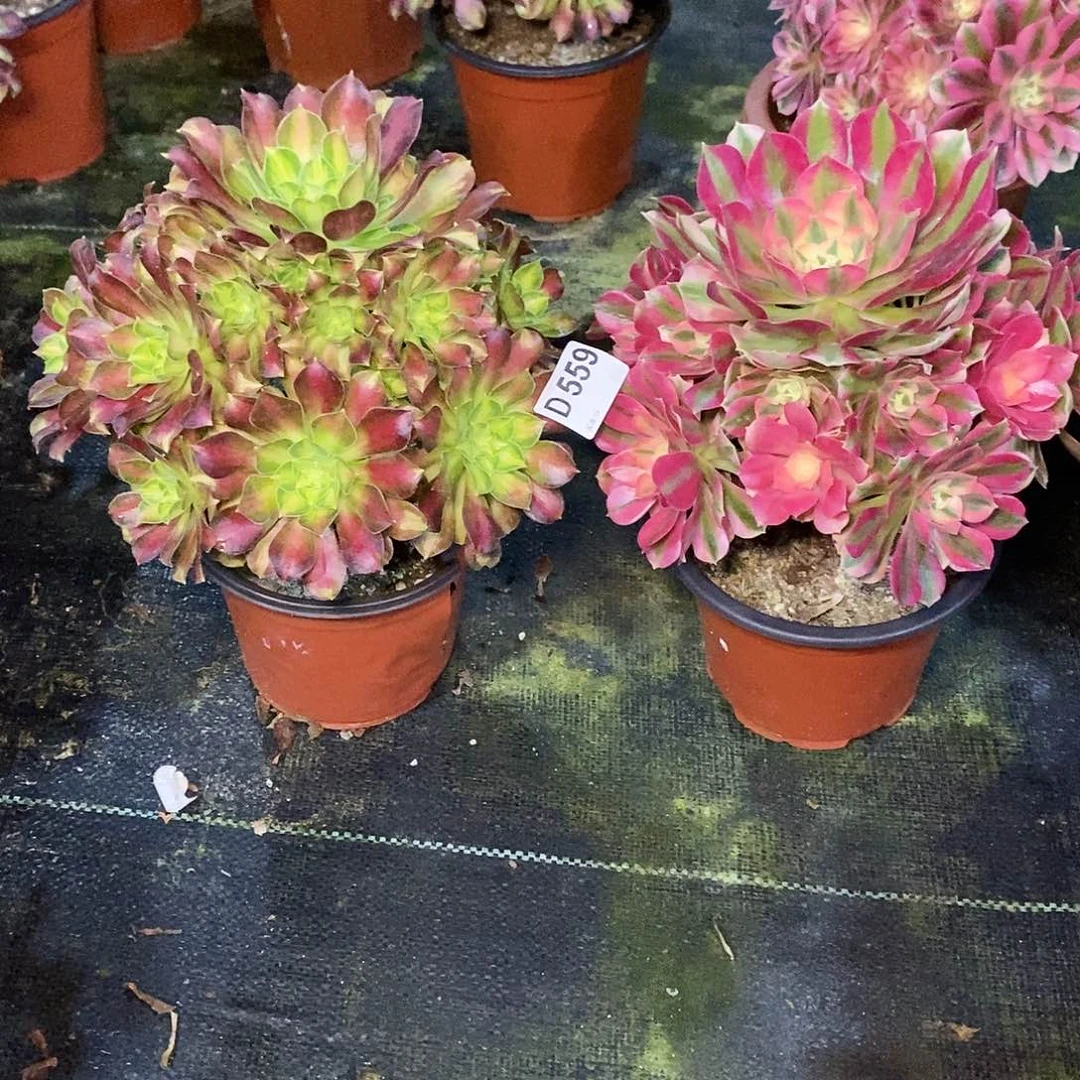 幸***满组合559多肉11111