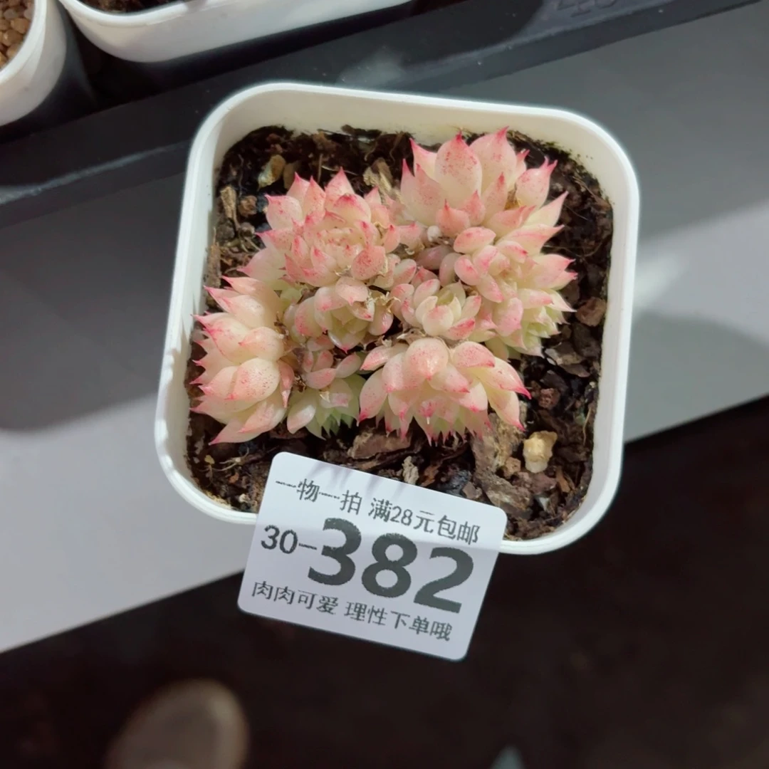 麦秆无盆土发货无盆土发货无