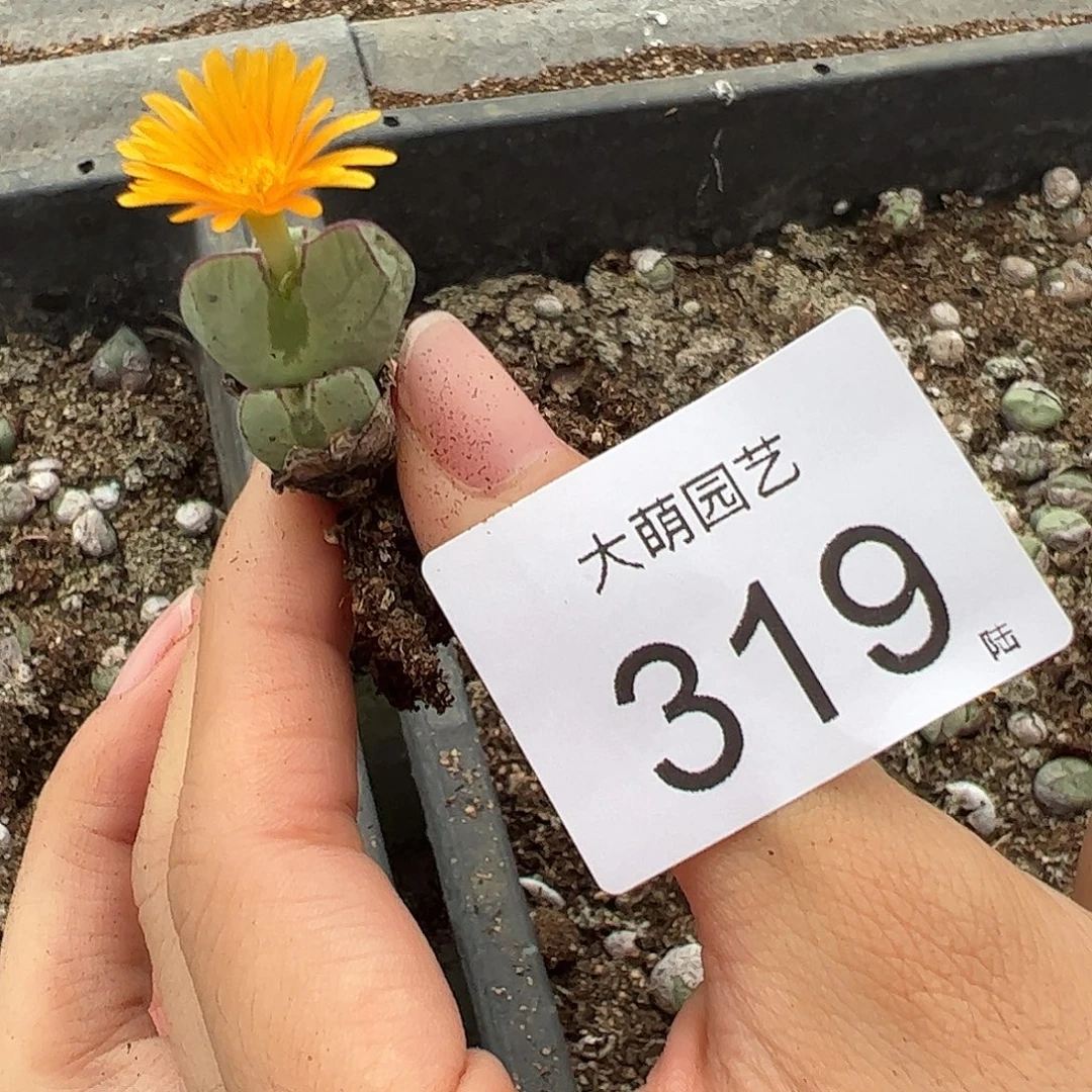 一物一拍。  雷神之锤杂交。 319