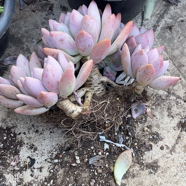 幸***贝多肉植物，一物一拍