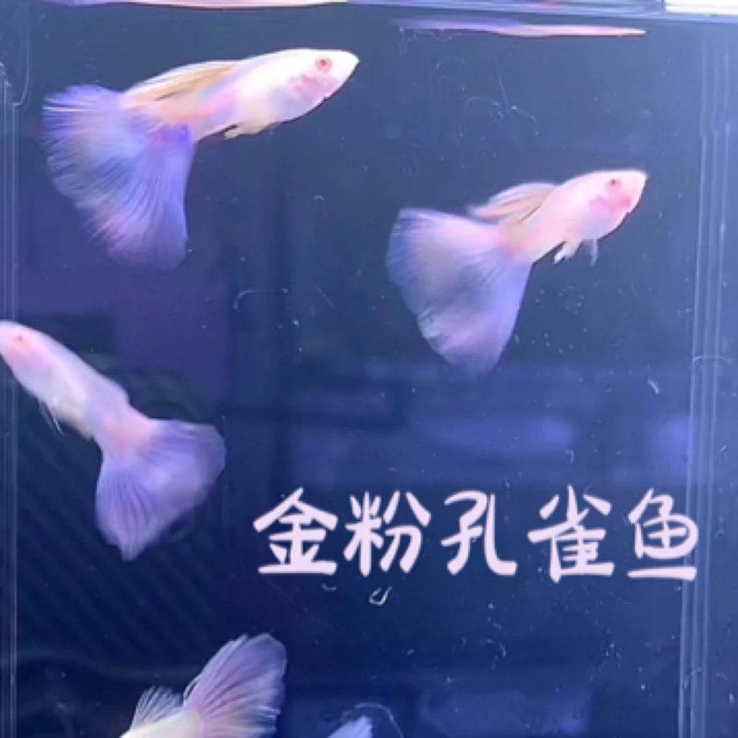金粉种鱼金粉世家热带鱼