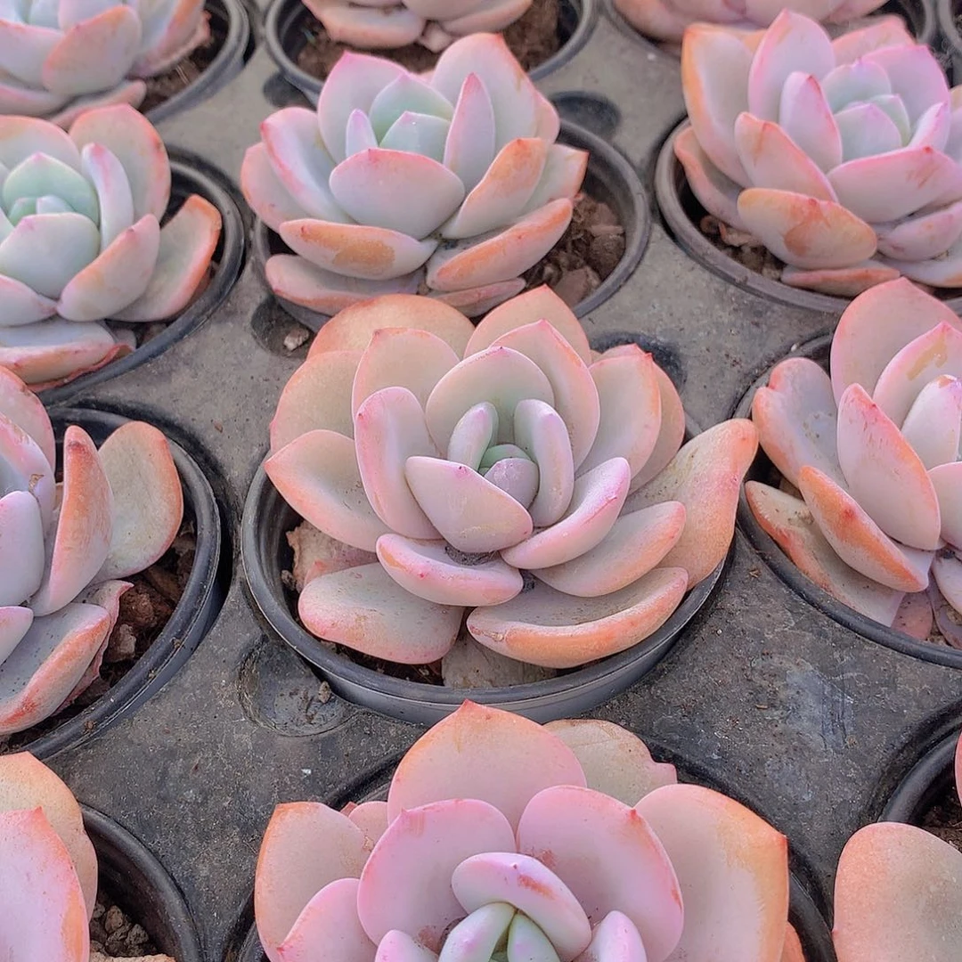 大奶茶245688999999