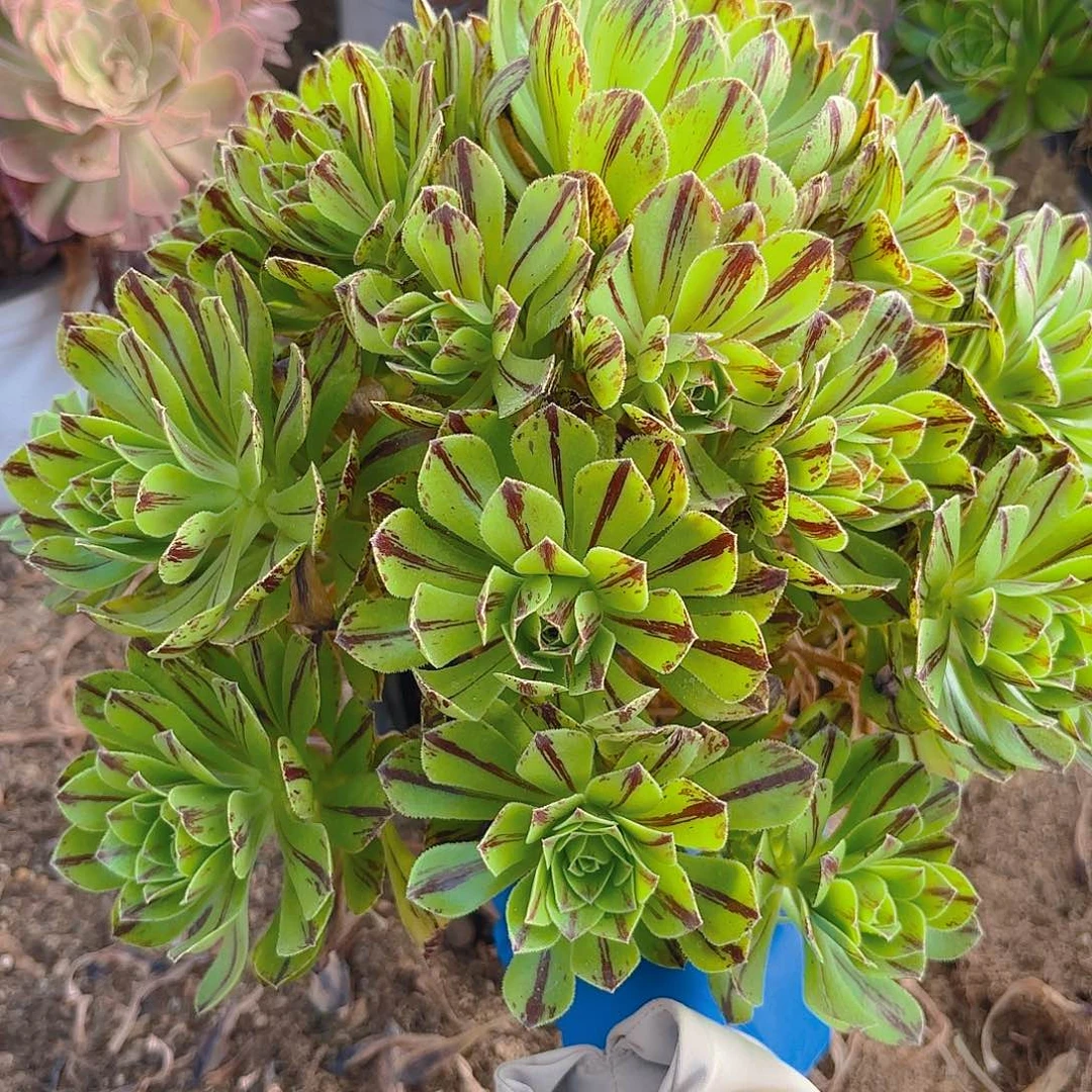 必火多肉植物手捧