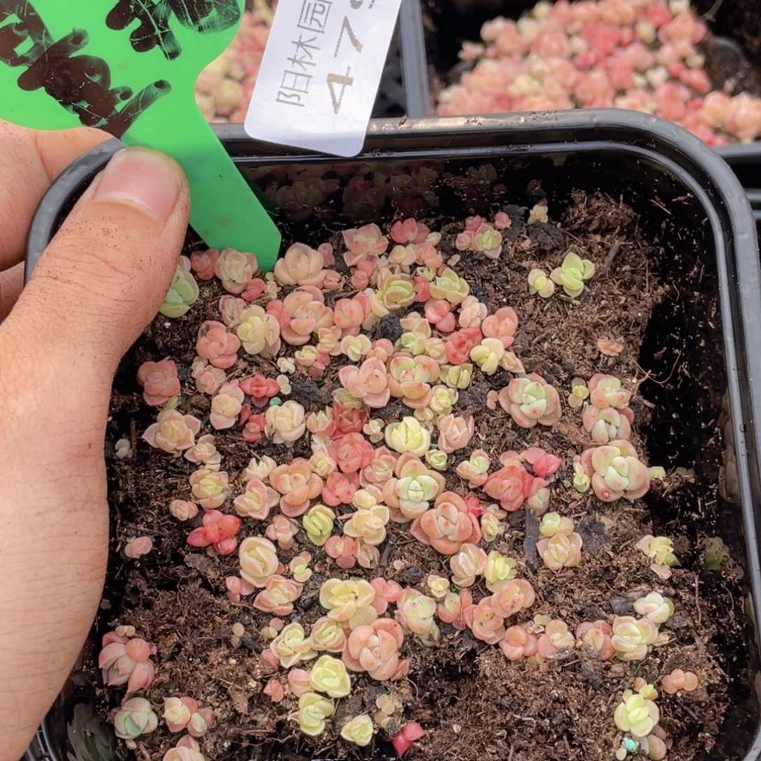 量拍多肉植物多肉植物479