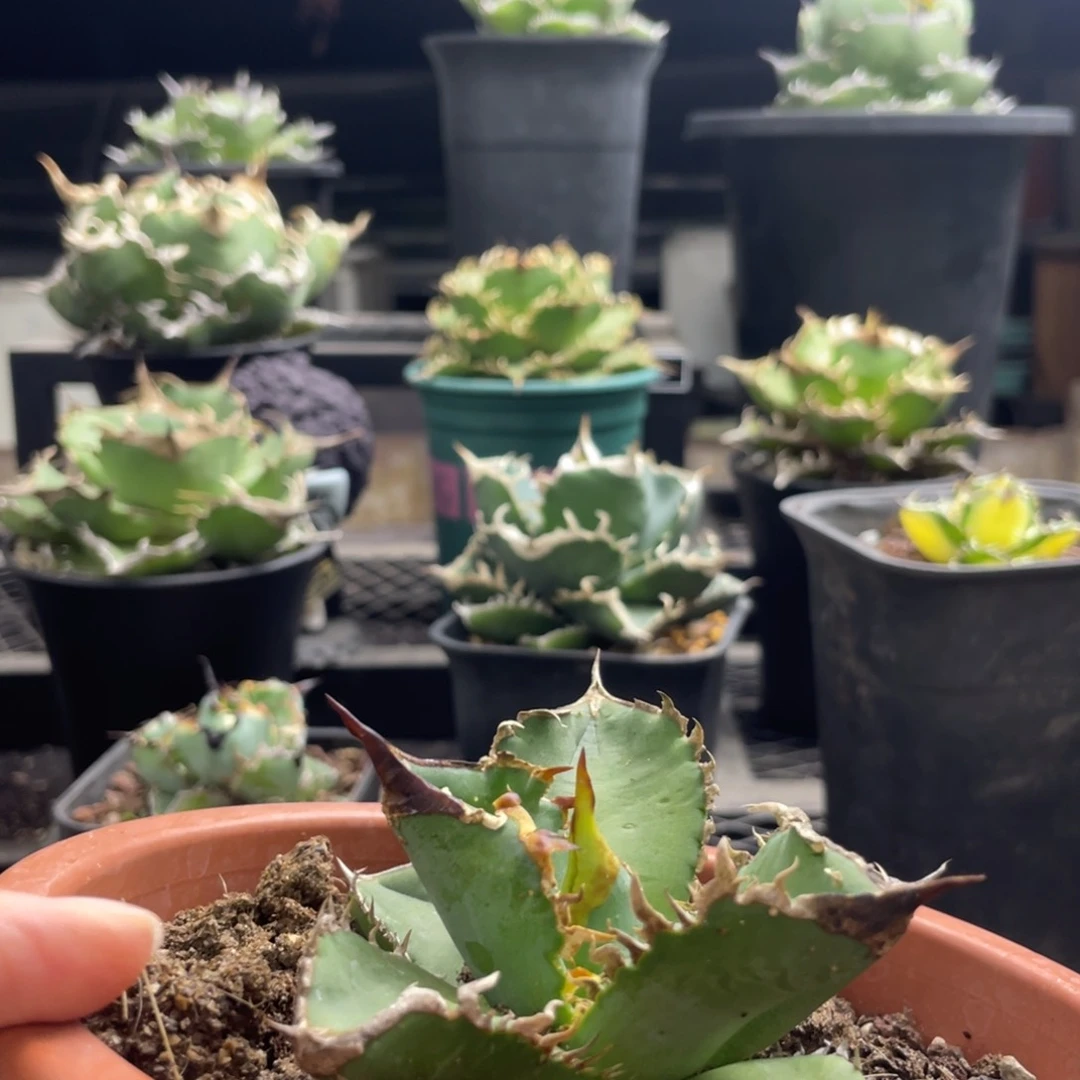 【闪购商品】白犀 不是白犀牛