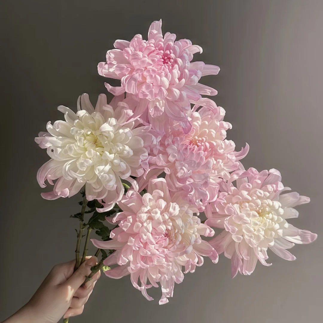 龙爪菊混色盆栽四季开菊花苗龙爪花型阳台庭院好养耐高低温植物