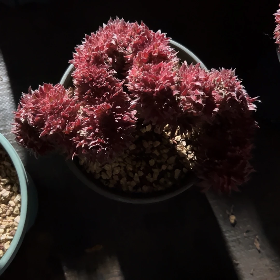 元***子朱雀缀化老桩整版