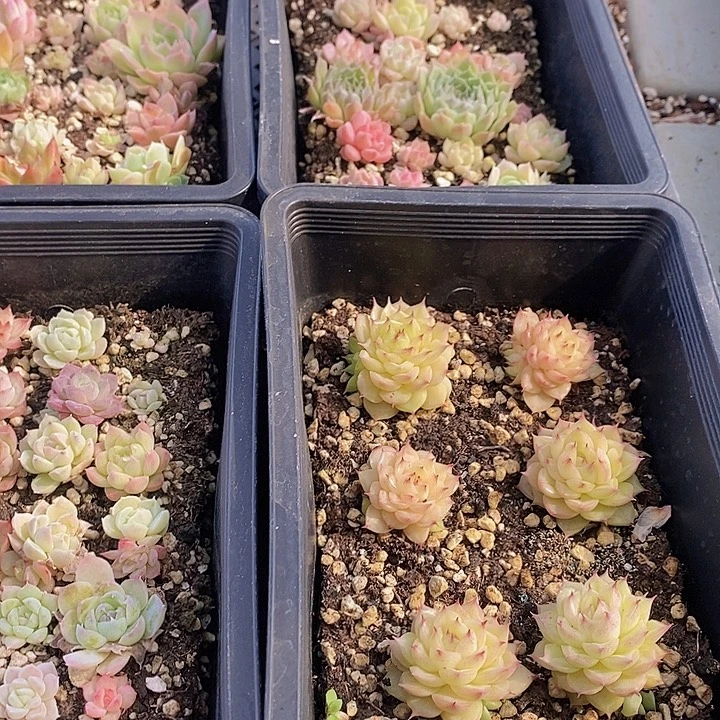 86 多肉植物盆栽植物