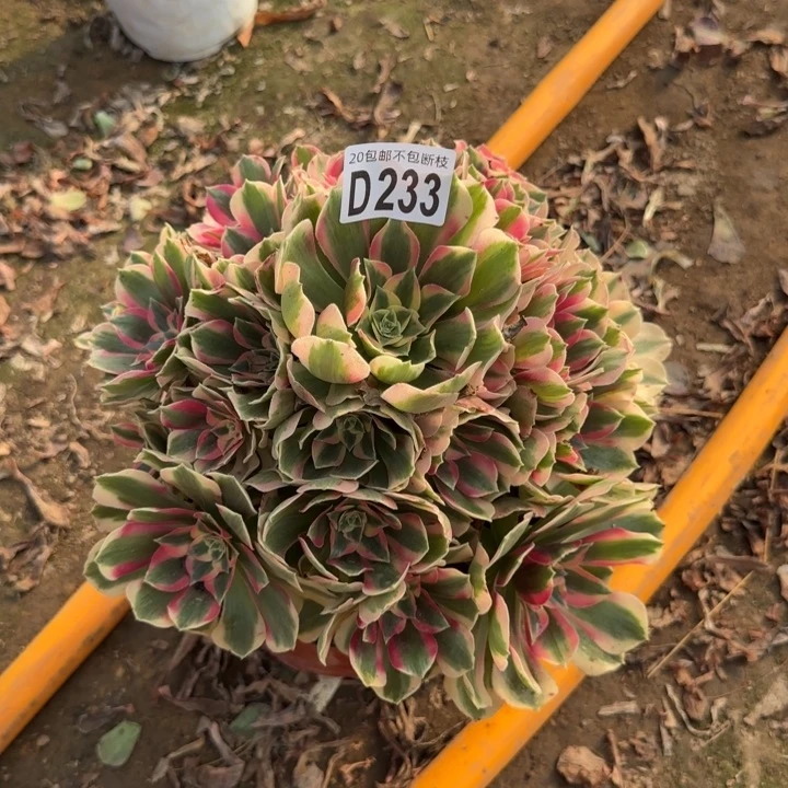 妖月……多肉植物……