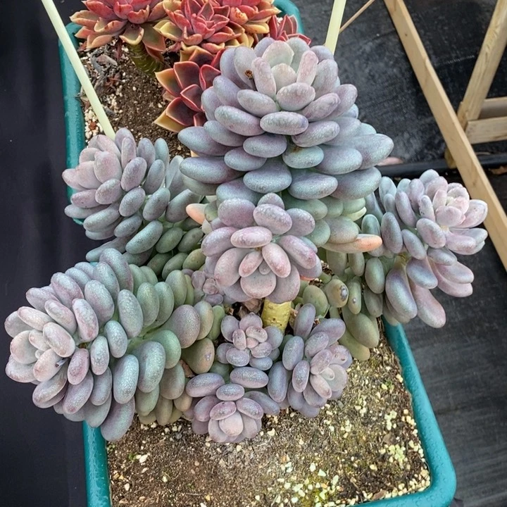 月美人老庄肉肉肉肉肉