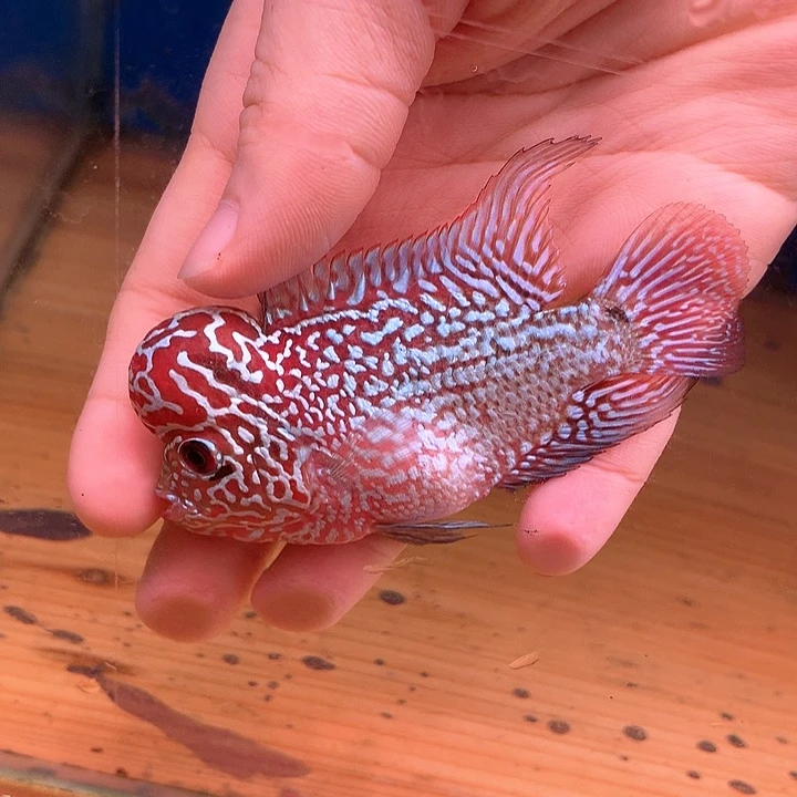 飘***无罗汉鱼珍珠8888888888