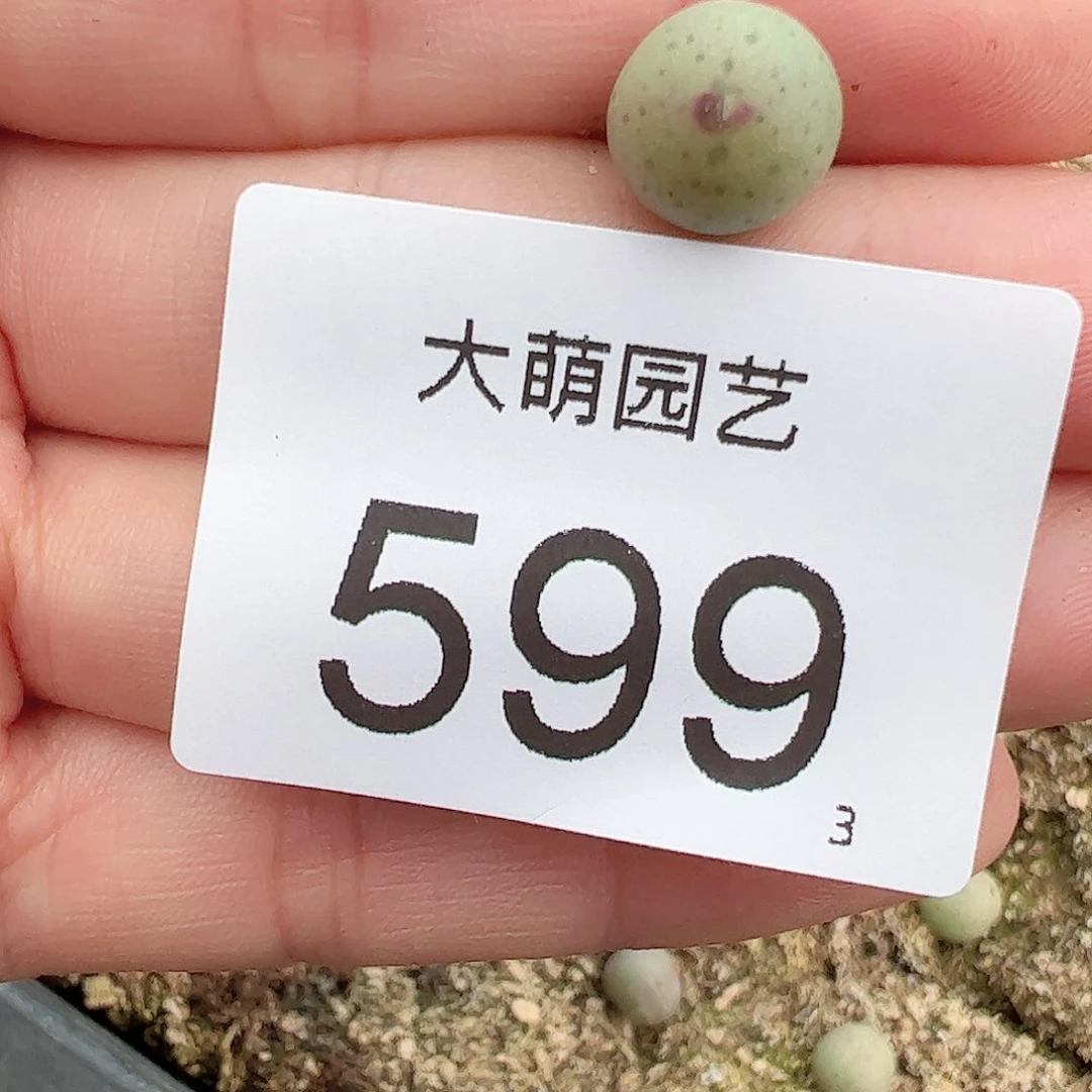 0000599量拍正版白花大枪1颗尺寸不大