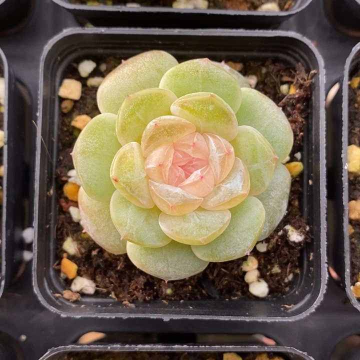 1007  多肉 1111.25