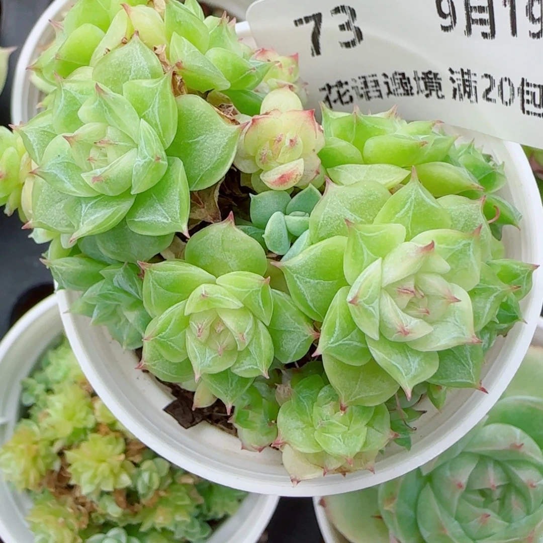 求***我花语逸镜0919-83散