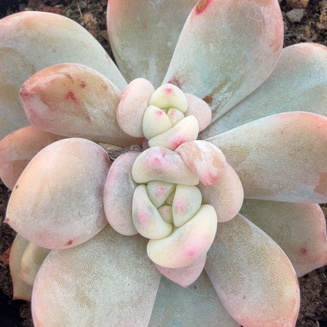 橙梦露锦腹轮锦一刻的