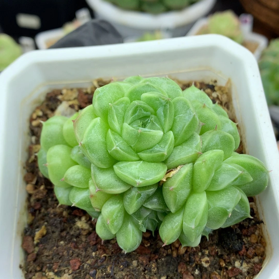 58包邮  群生不包整麦秆群110