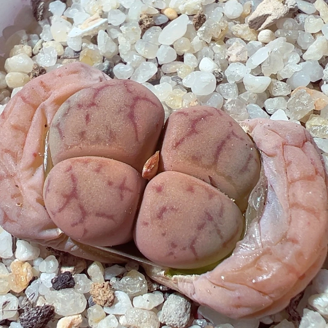 1225-589多肉多日女娲石