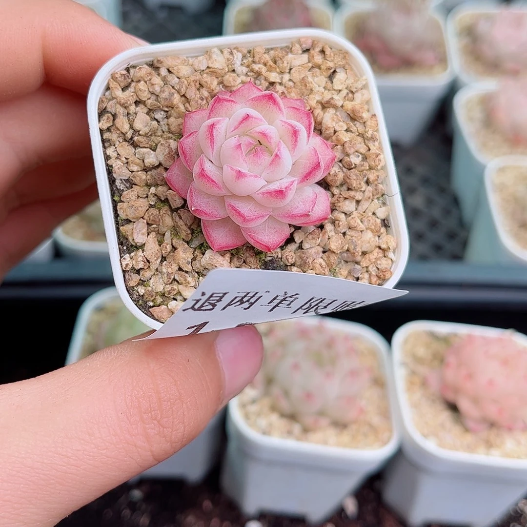 苹****对1-869 新疆西藏内蒙不发12.8包邮2-3