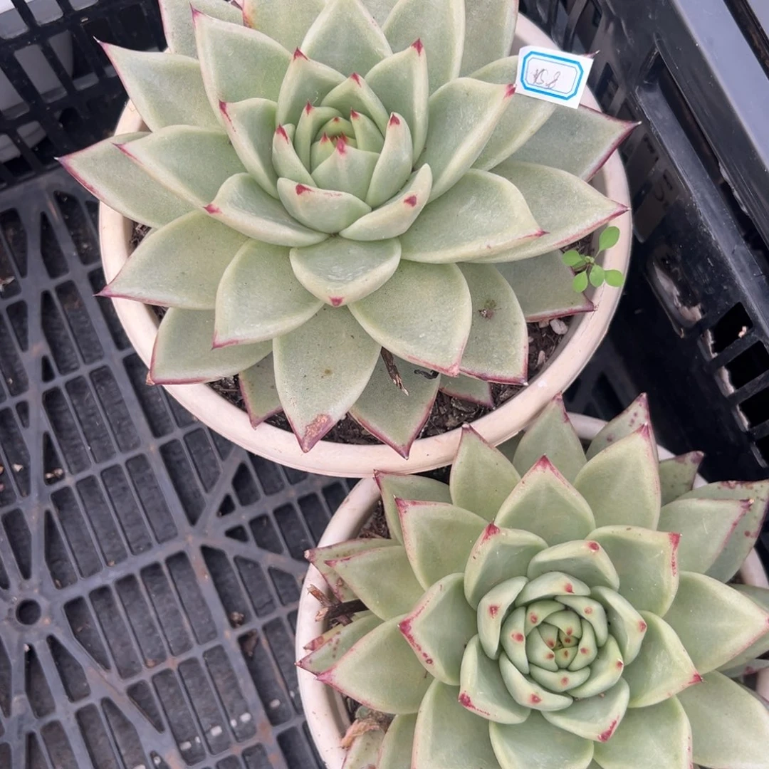 多肉植物单头乌木