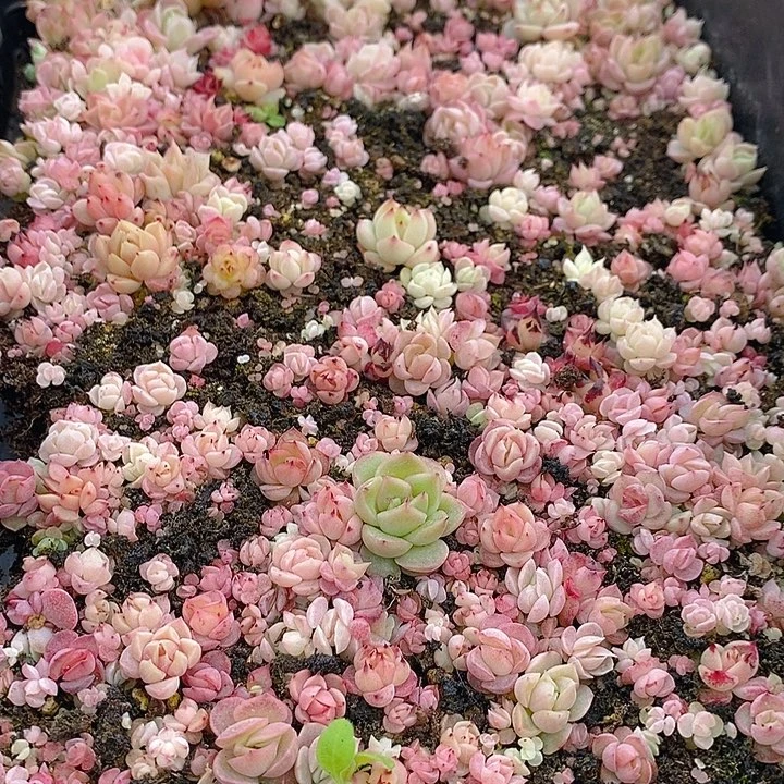 278 多肉植物盆栽花卉植物