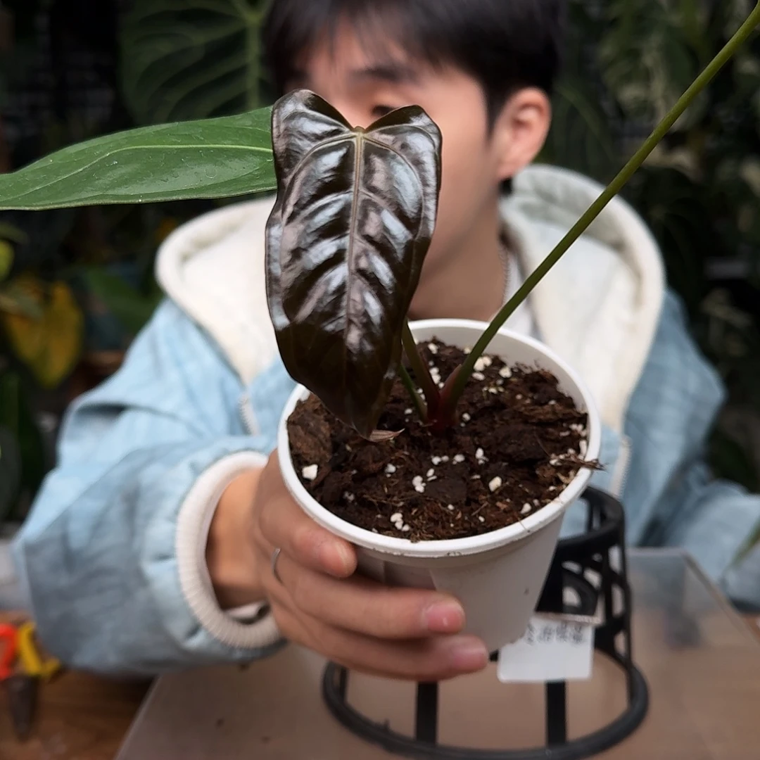 完全开放W30波特杂希尼亚