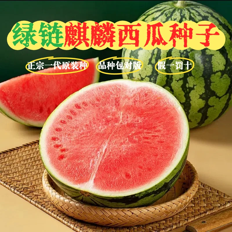 【8424麒麟西瓜种子】无籽易种植适用于阳台家庭小院庭院盆栽高产