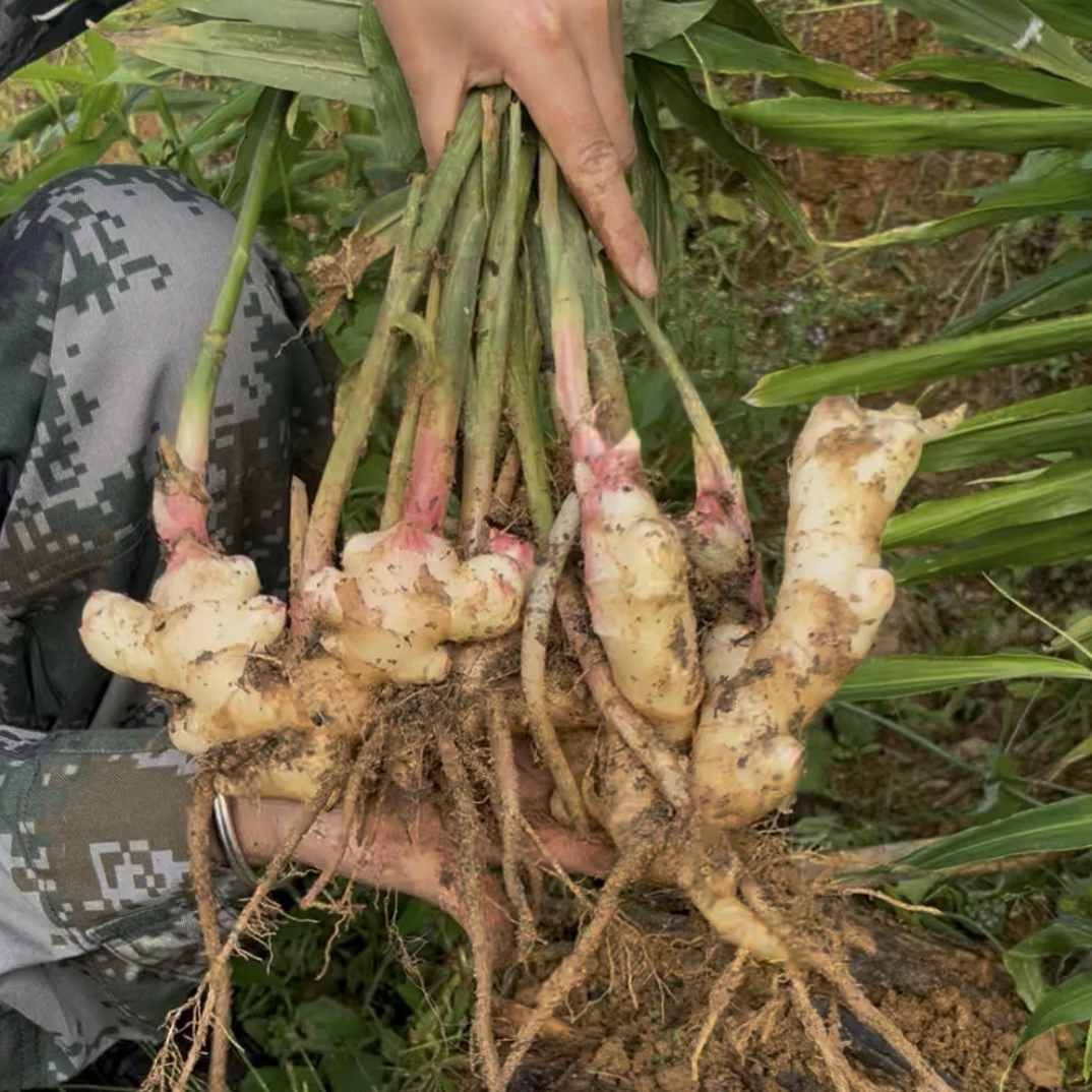新鲜红芽老姜农家自种可腌制泡菜时令应季生姜蔬菜