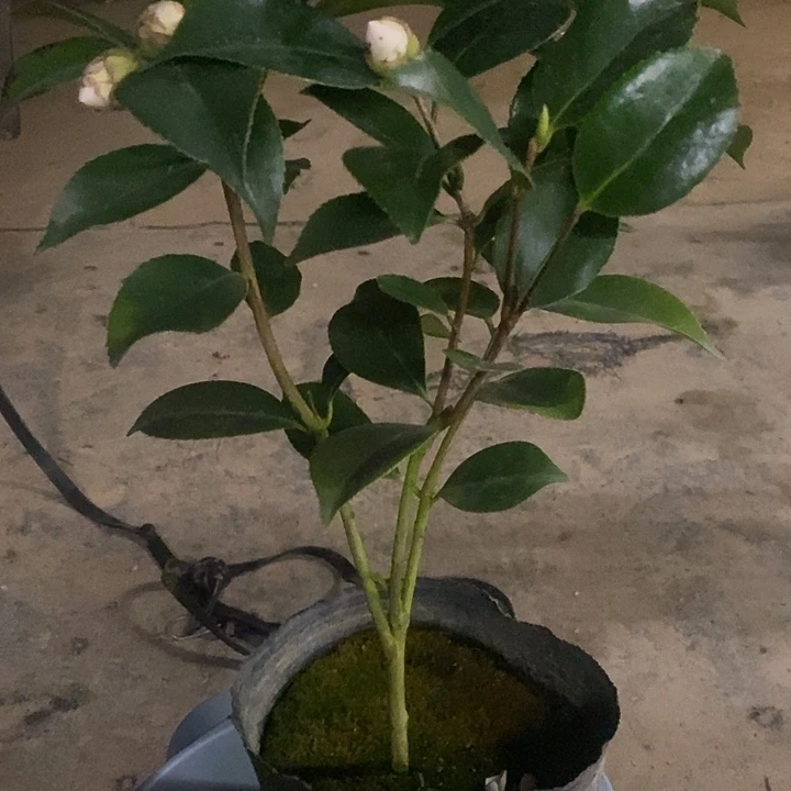 大部分花苞少量开放白五年