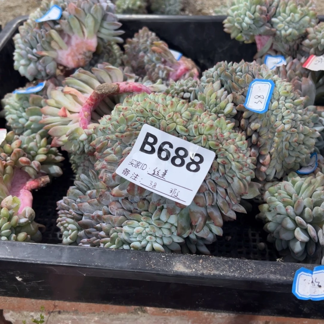 丝***美b688瑕玼多肉多肉多肉